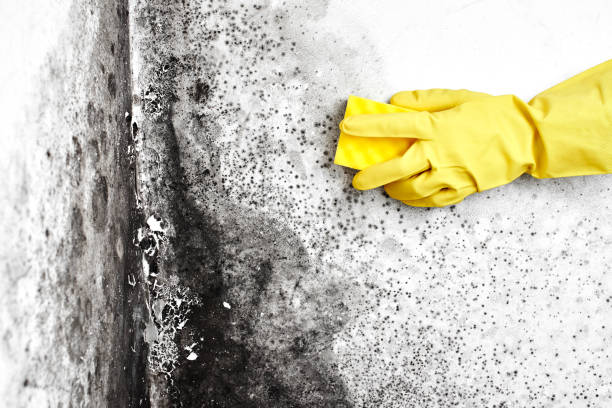 Best Mold Remediation for Specific Building Types in Brook Highland, AL